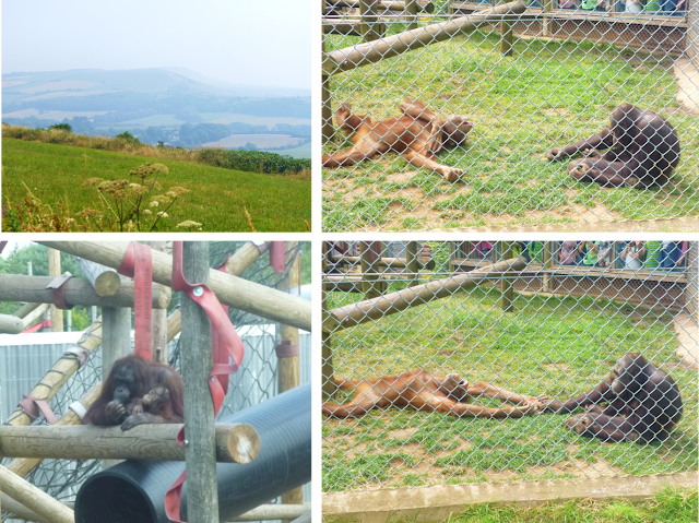 Monkey World Monkey World