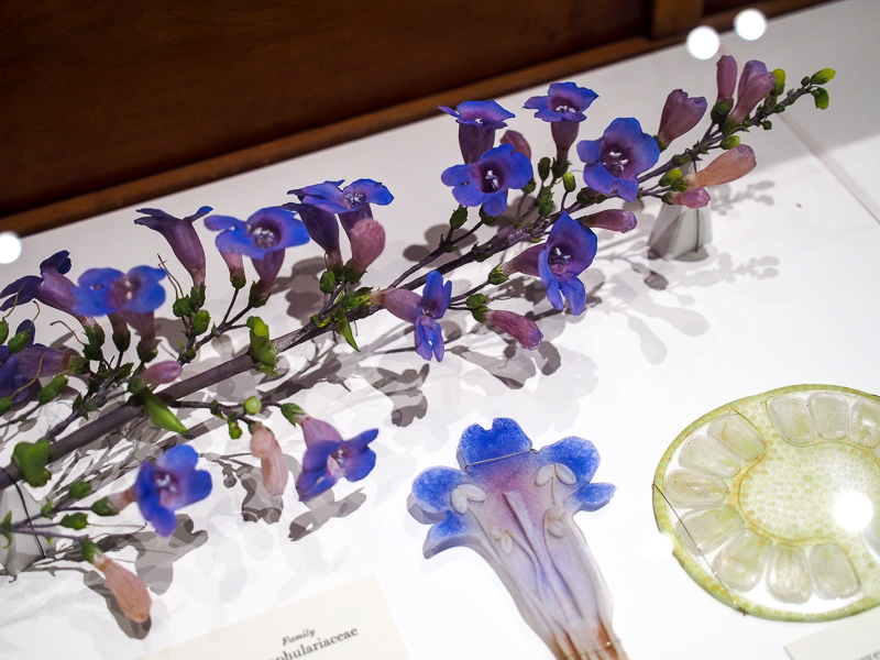 Guido Krueger The Glass Flowers