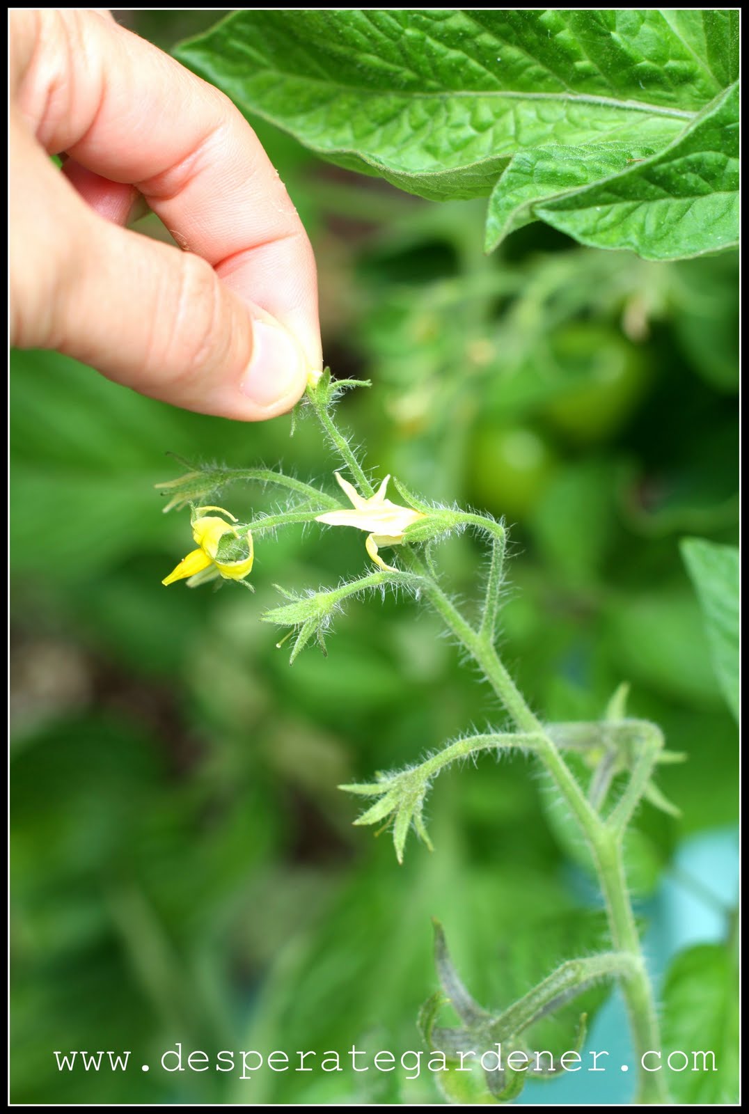 Desperate Gardener Tomato Tuesday Picking Blossoms