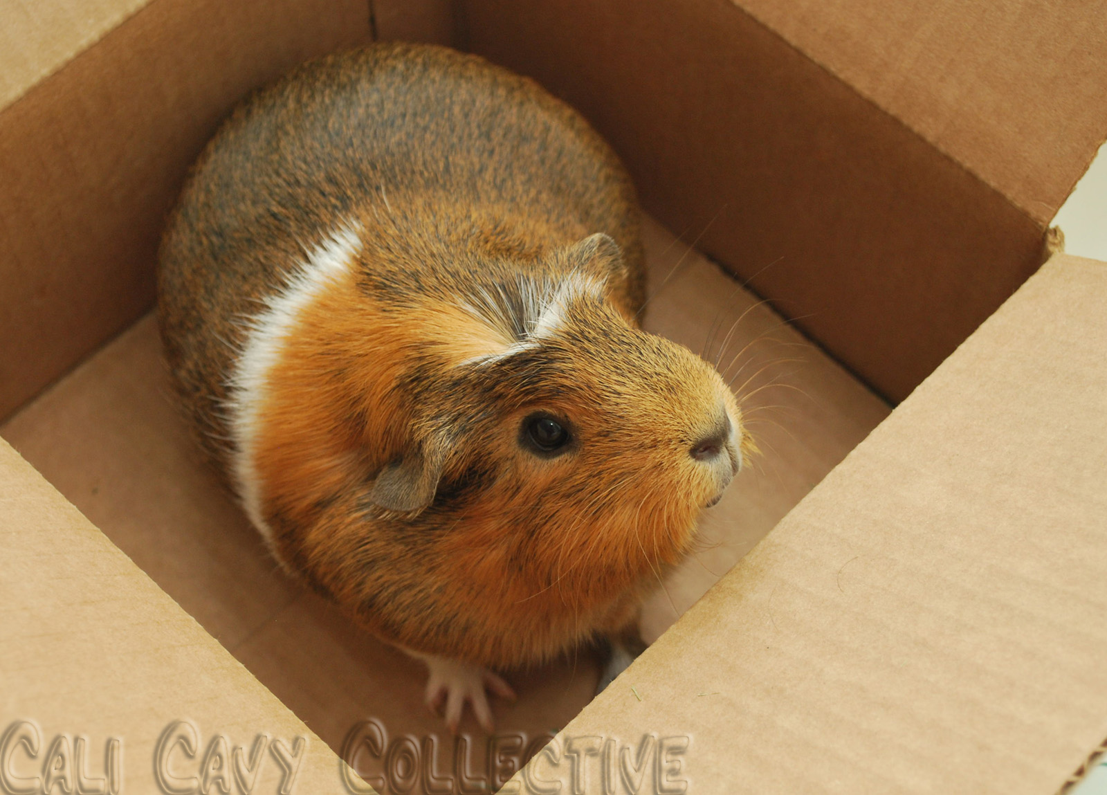 Cali Cavy Collective a blog about all things guinea pig Guinea Pig