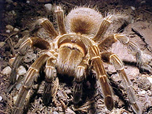 Araña altamente venenosa que se creía extinta aparece en Australia