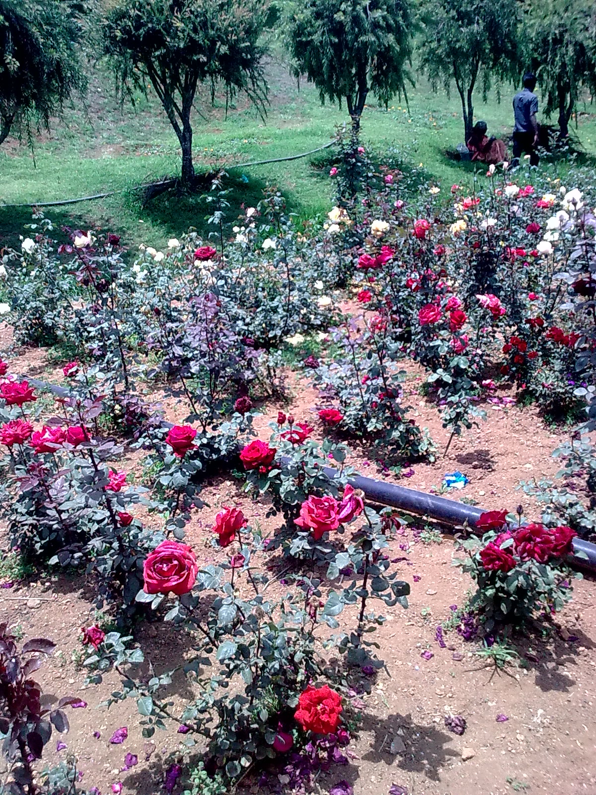 Garden Care Simplified The Beautiful Rose Garden in Ooty