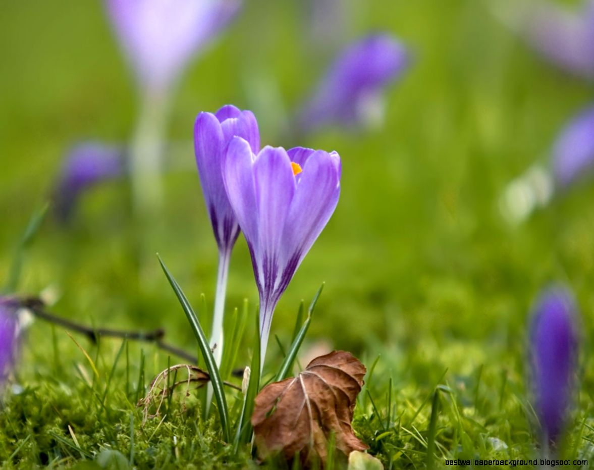 Springtime Flowers Springtime Flowers
