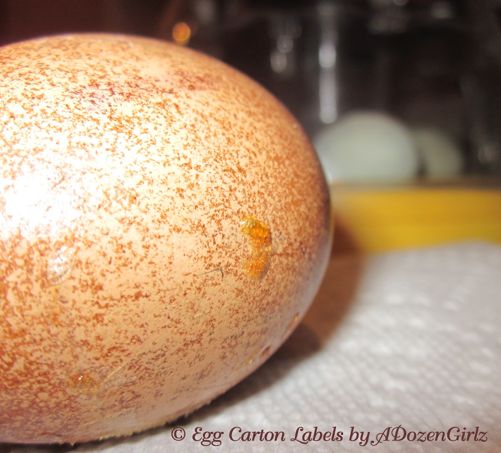 Rotten Chicken Egg