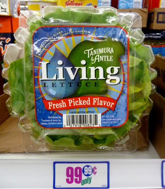 live lettuce