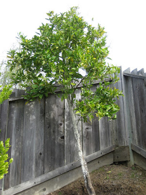 Costco lime tree planted in the backyard
