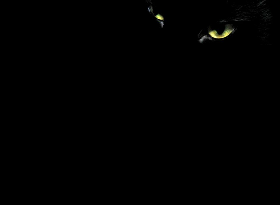 black cat Wallpaper black cat Wallpaper