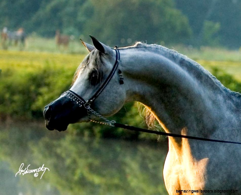 egyptian arabian beauty horse egyptian arabian beauty horse