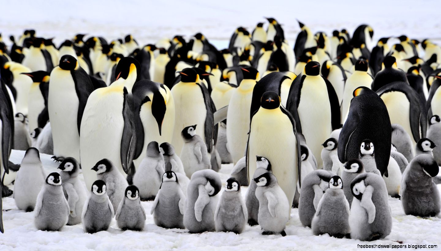 Emperor Penguin Emperor Penguin