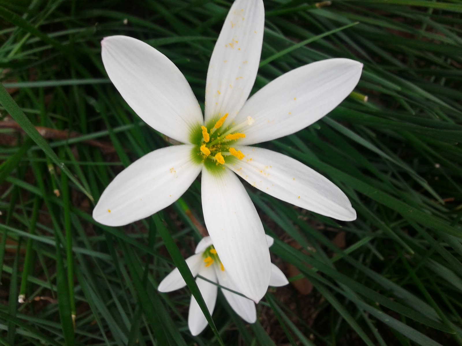 Ornamental Flowers Innovative farming solutions