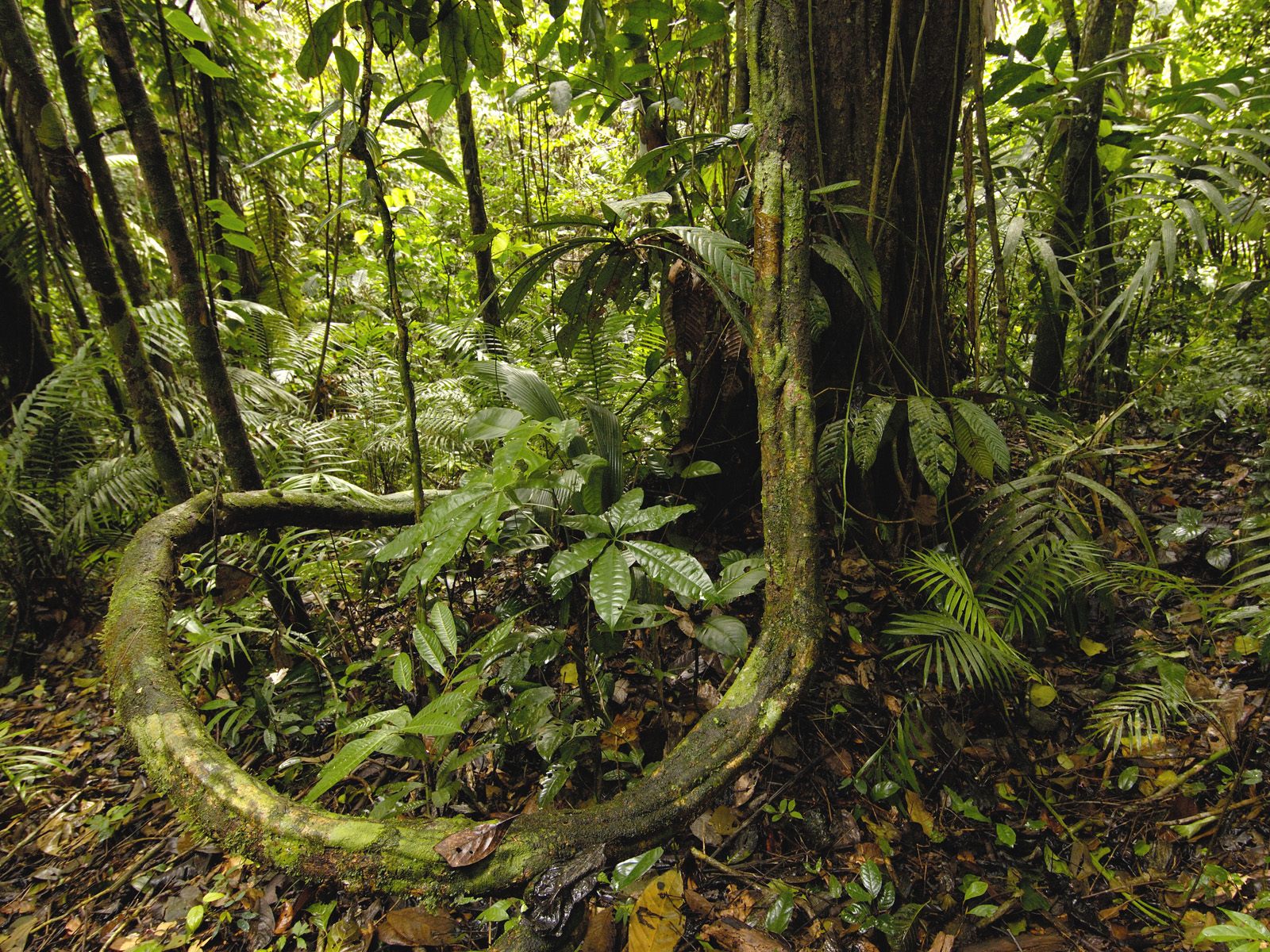 rainforest background