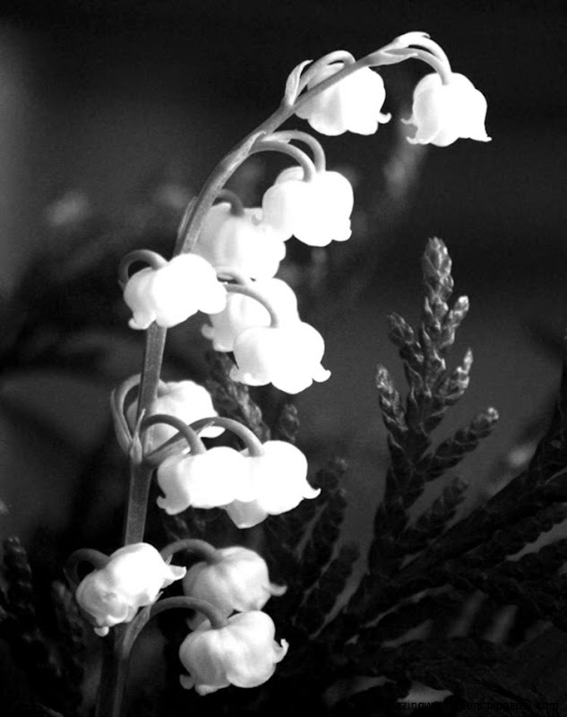 How To Master Black And White Flower Photography  Digital How To Master Black And White Flower Photography  Digital