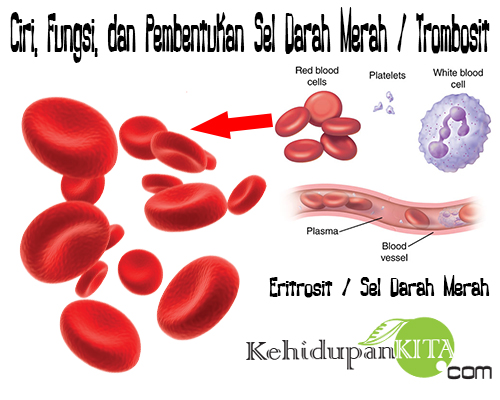 Ciri, Fungsi, dan Pembentukan Sel Darah Merah / Trombosit