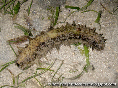 dragonfish sea cucumber (Stichopus horrens)