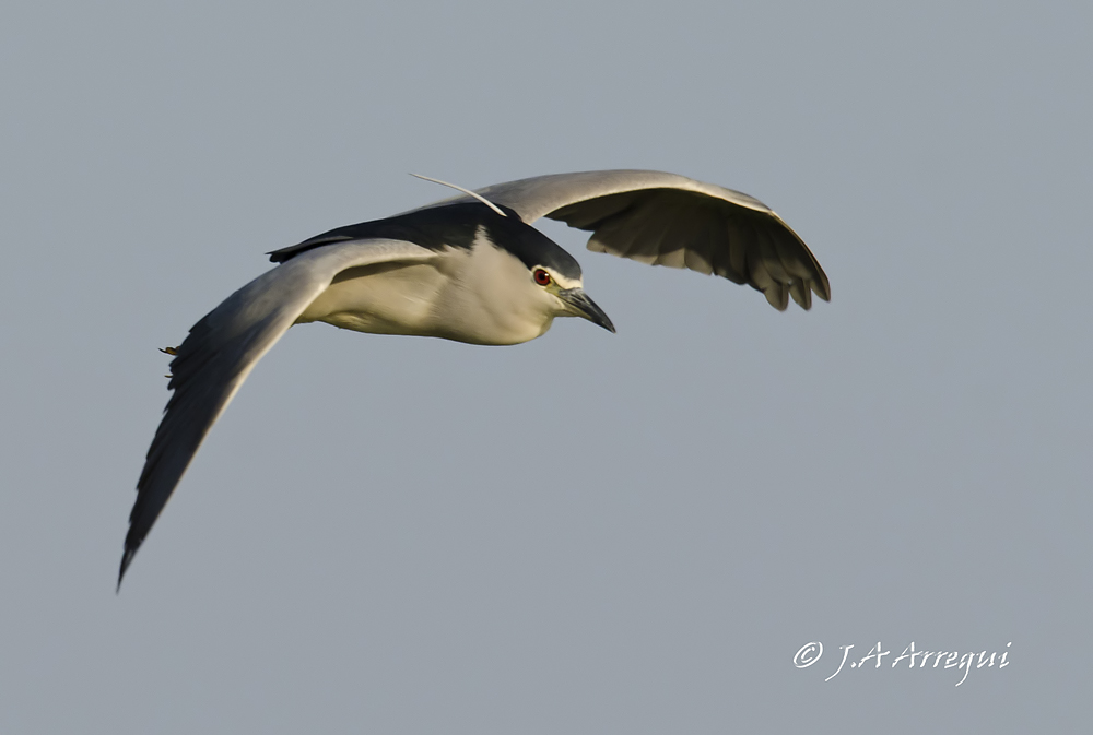 Martinete, Nycticorax nycticorax, Black-crowned Night Heron Martinete, Nycticorax nycticorax, Black-crowned Night Heron