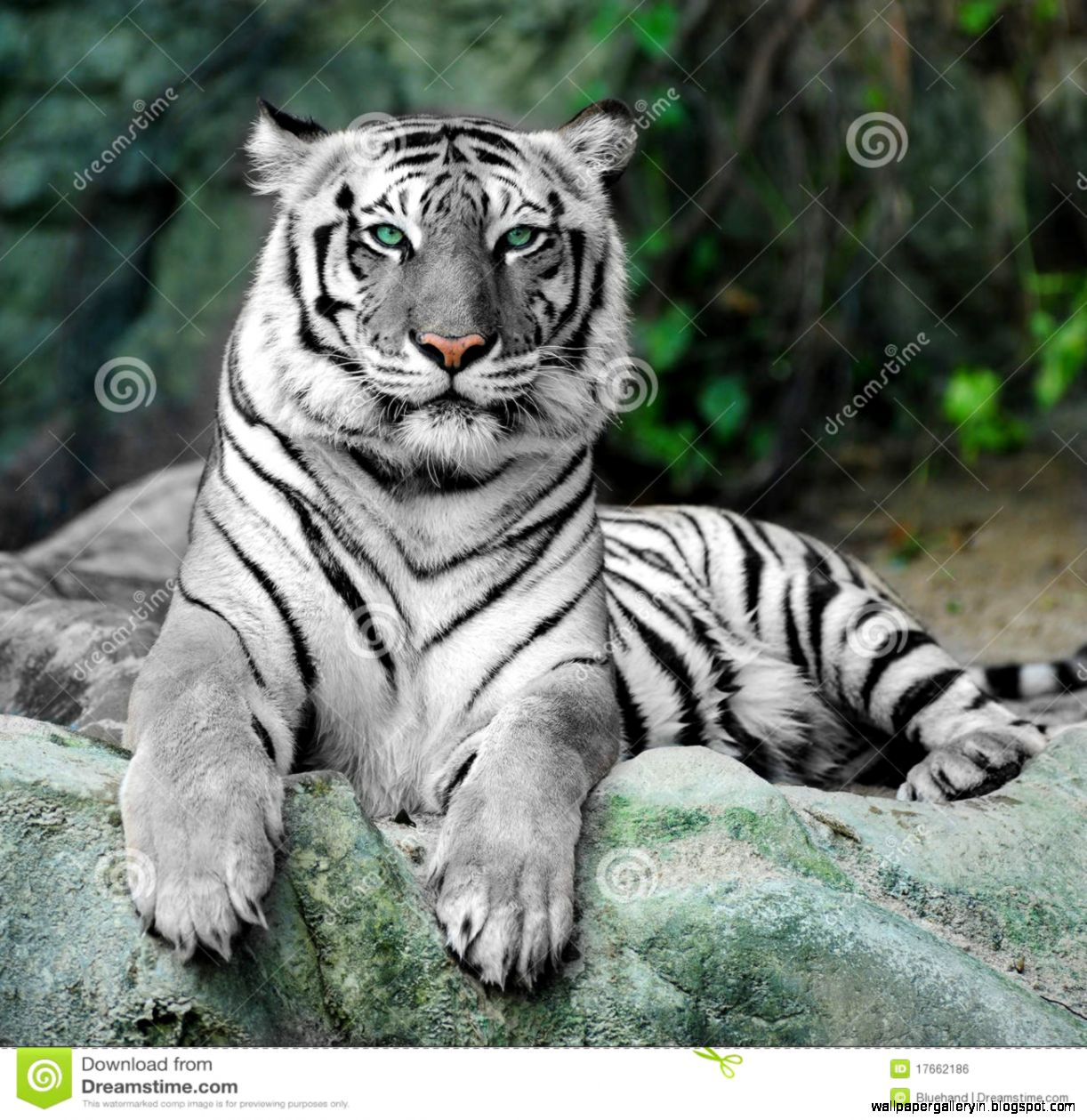 White Tiger Pictures Free