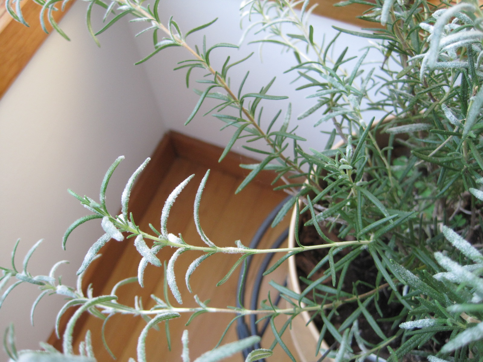 Julie The Garden Fairy Rosemary Troubles