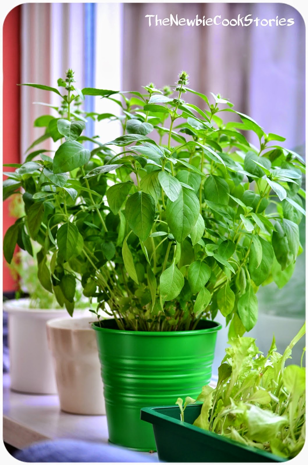 Cara Praktis Menanam Kemangi dalam Pot ErwinHauw