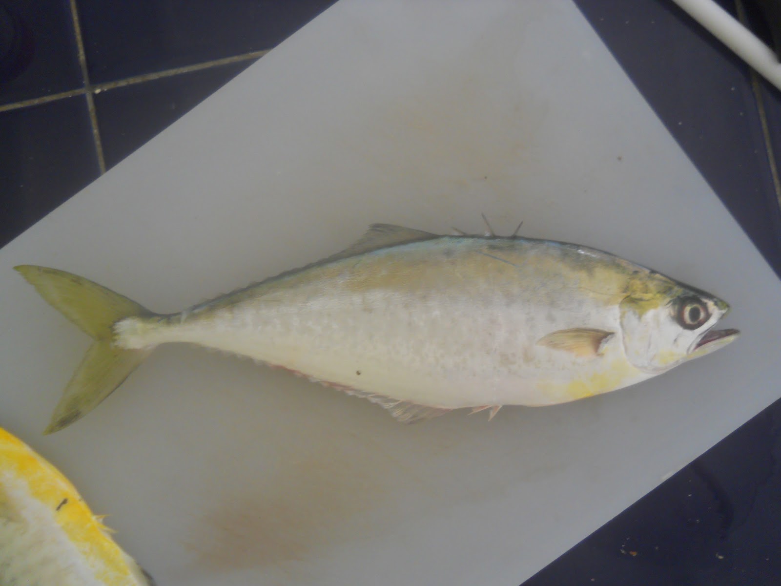 Fish Identification Leatherjacket fish/skipjack/leather jack