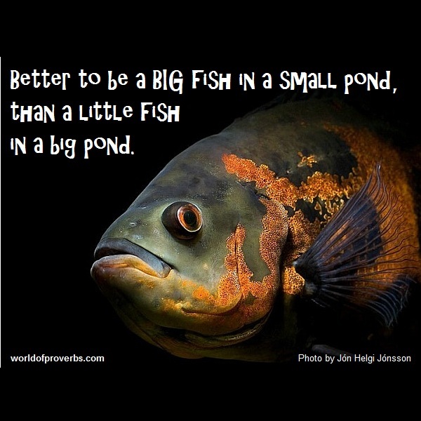World of Proverbs Better a big fish in a little pond
