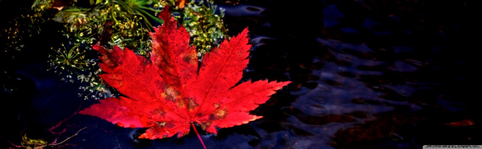 Red Leaf Floating in Water HD desktop wallpaper High Definition Red Leaf Floating in Water HD desktop wallpaper High Definition