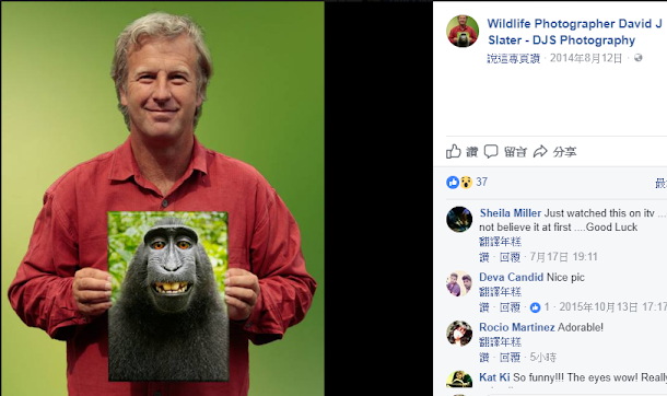 英國攝影師史萊特因為1張印尼黑冠獼猴納魯托咧嘴笑的自拍照,全球爆紅,卻也捲入版權官司2年多。 英國攝影師史萊特因為1張印尼黑冠獼猴納魯托咧嘴笑的自拍照,全球爆紅,卻也捲入版權官司2年多。