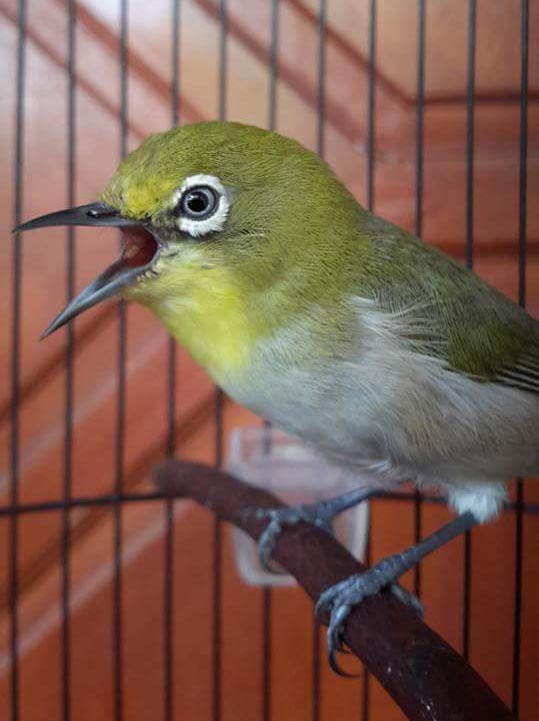 Kicau Burung Ciung Gacor Suara Ngeplong Volume Kencang
