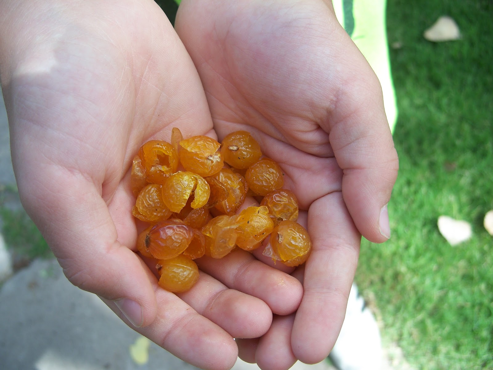 Western Soapberry Tree
