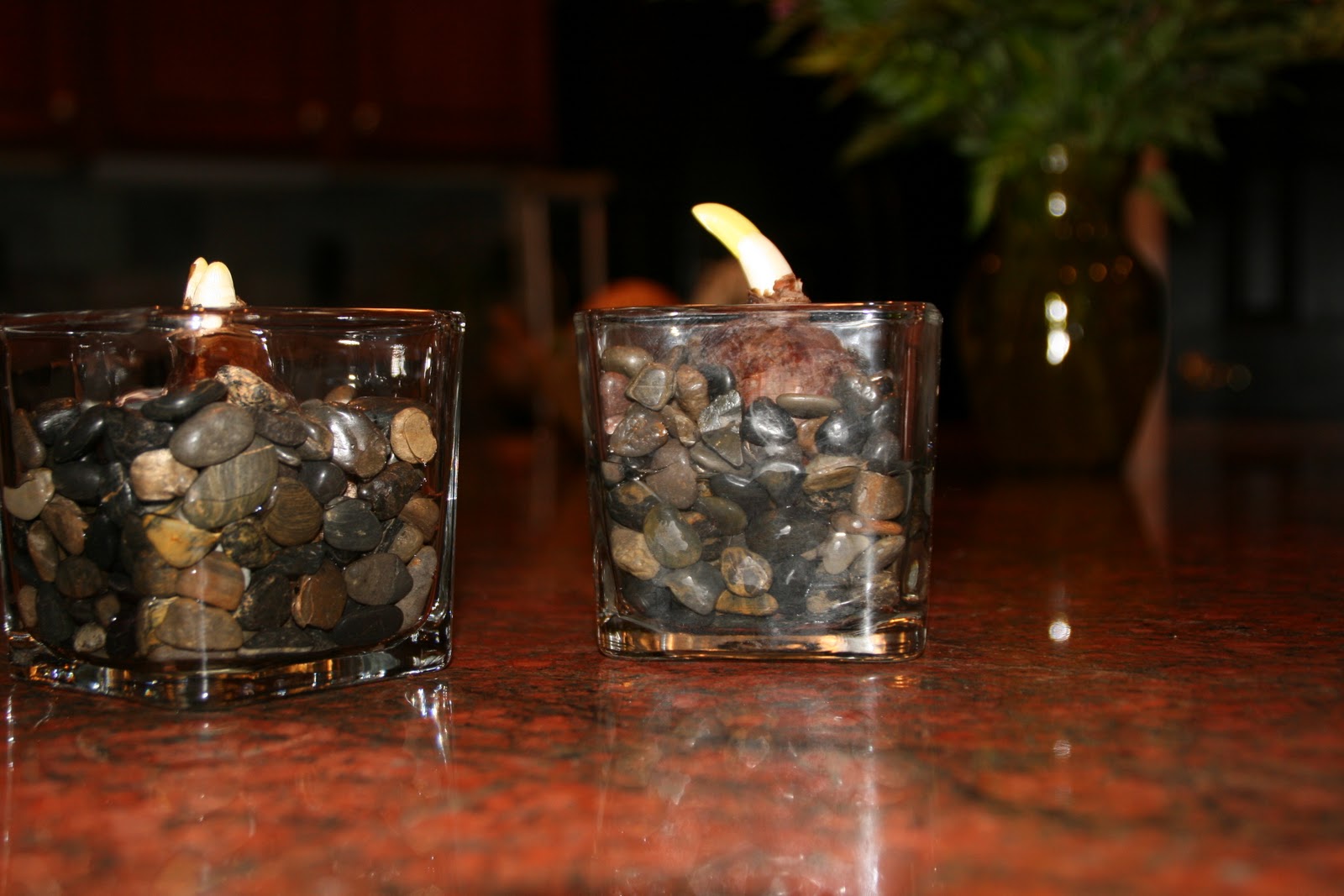 Blue Mountain Rise Forcing Bulbs for Christmas