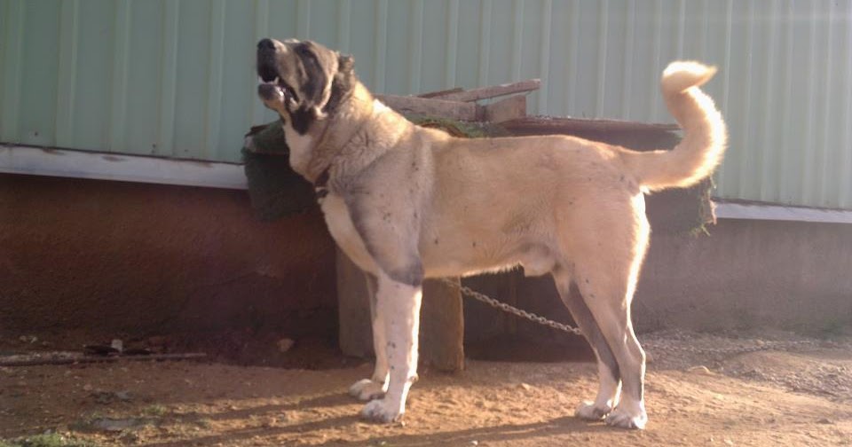 kangal kopekleri KANGALLAR ALEMİ