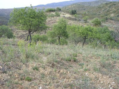 que não encontre figo nem rim