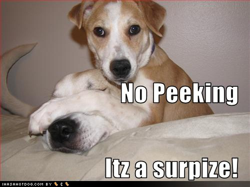 funny-dog-pictures-no-peeking.jpg