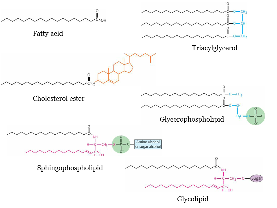 Lipids Travel Life