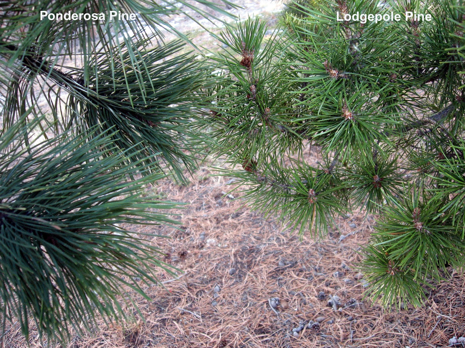Rocky Mountain Bushcraft Rocky Mountain Tree Identification Lodgepole