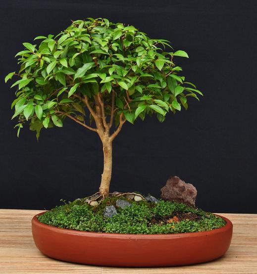 BONSAI VENEZUELA Aspectos Estéticos del Bonsái