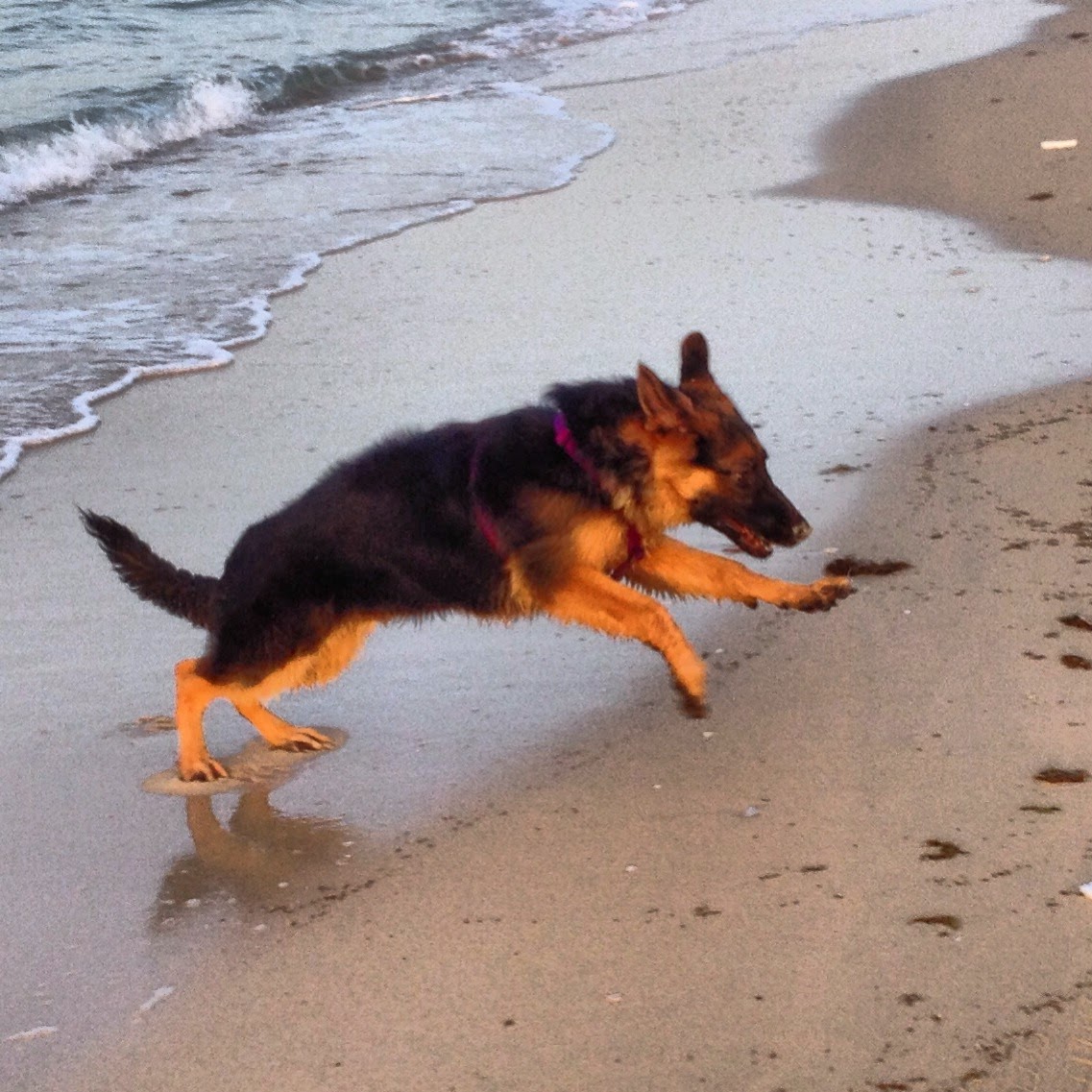 Desert Girl on Kuwait Happy Dog