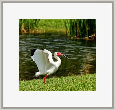 Photos sold matted and mounted or print only. Framed prints are available to Gift Shops for resale.