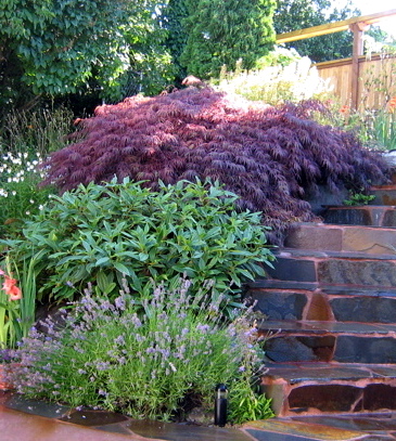 seattle garden ideas rockery plants part 2 seattle garden ideas rockery plants part 2