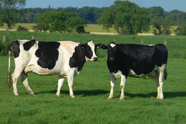 Interesting Cow Facts and Pictures | Animal Wildlife