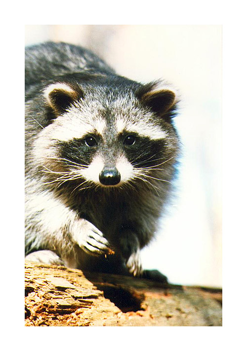WAUKESHA SEWER RACCOON NEWS: Hold it right there