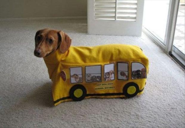 funny-costumes-for-dogs.jpg