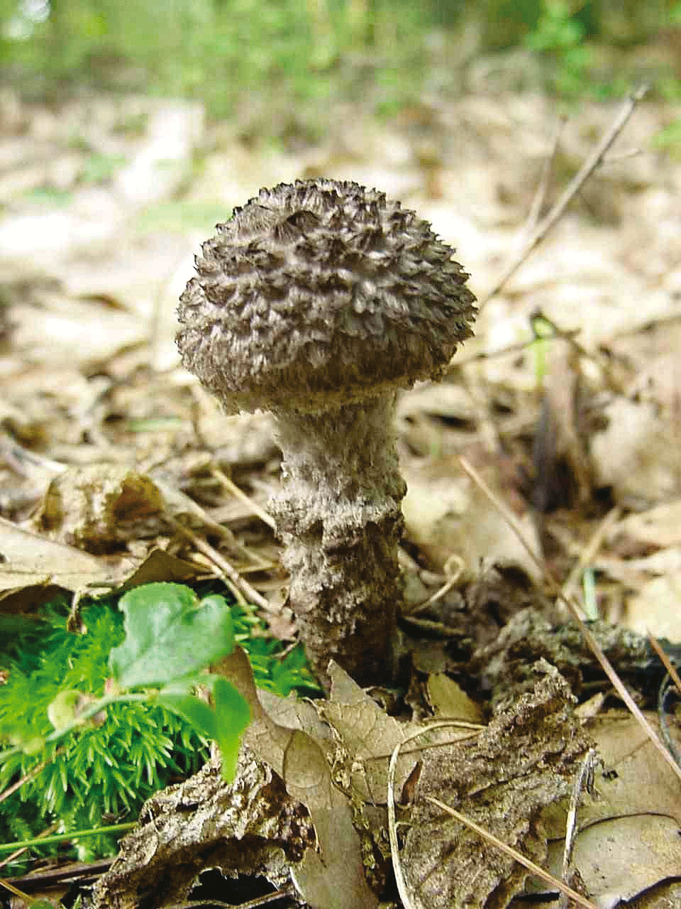 Ah, these white mushrooms: where to find you and how not to be confused with poison Ah, these white mushrooms: where to find you and how not to be confused with poison