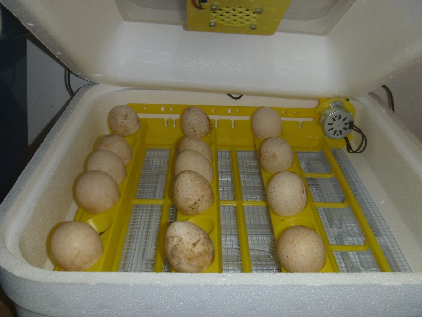The Corray's Home Incubating Turkey Eggs