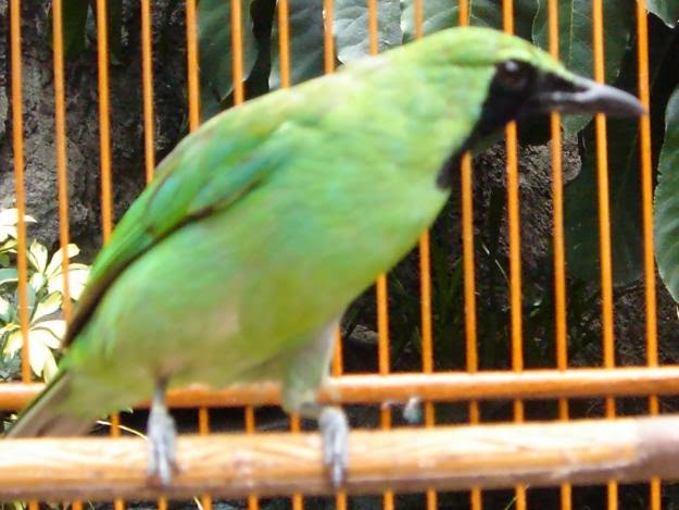 Burung Cucak Ijo