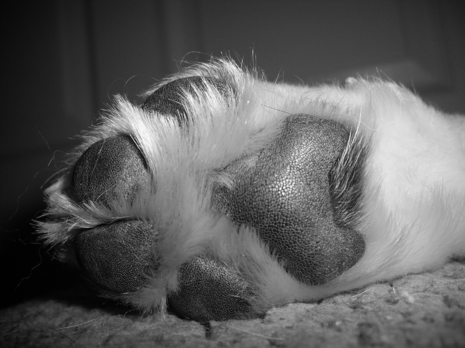 The Dog Blog A Dog's Fingerprint