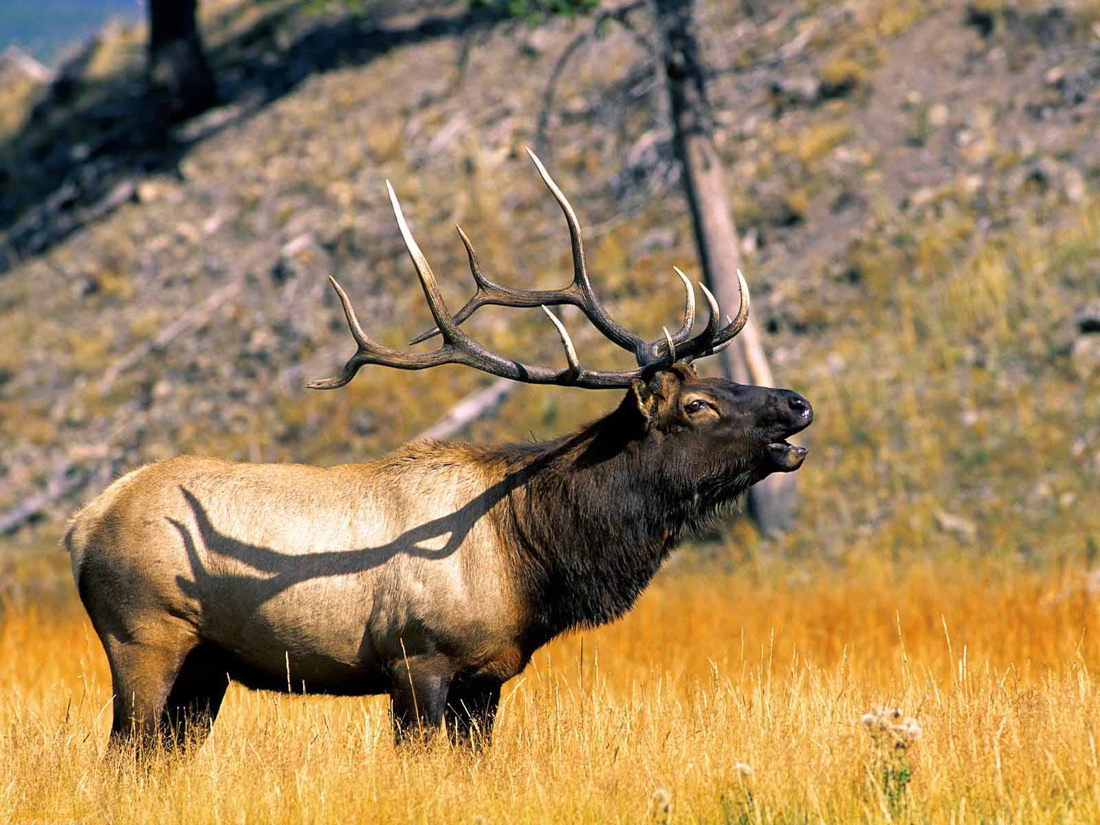 HD Wallpapers: Elk Wallpapers
