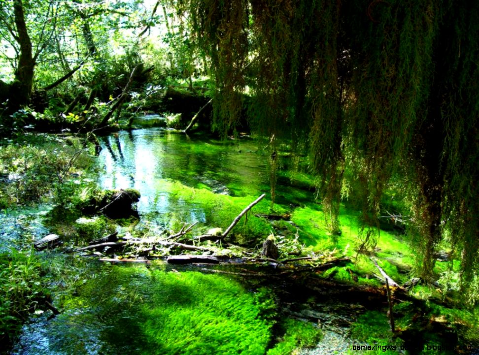 Amazon Rainforest Brazil World for Travel Amazon Rainforest Brazil World for Travel