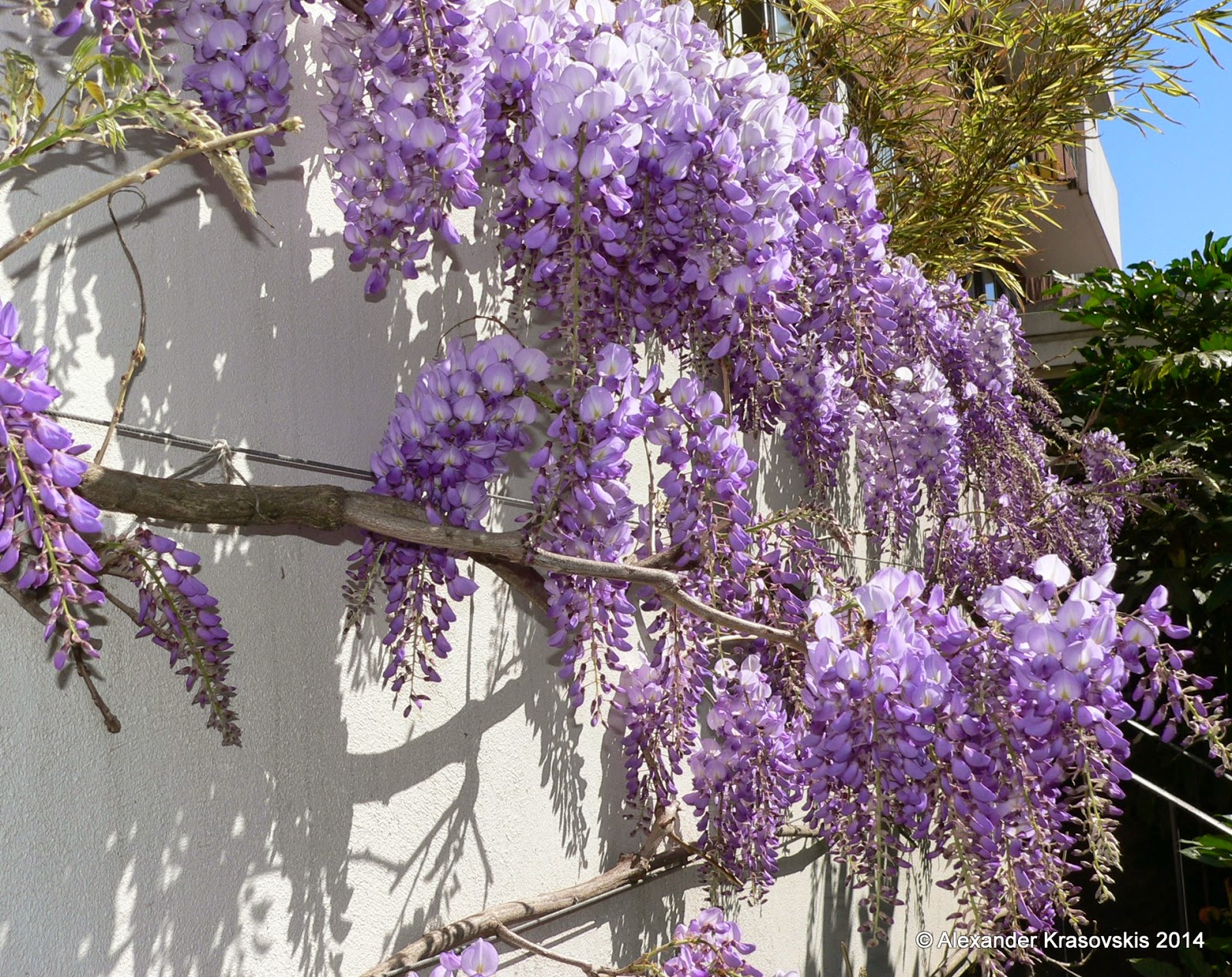 Aggregata Plants & Gardens Wisteria is a spectacular and fast growing climber