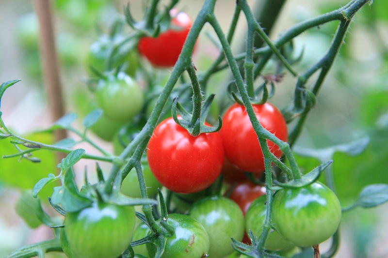 Perennial Tomatoes Oak Hill Homestead