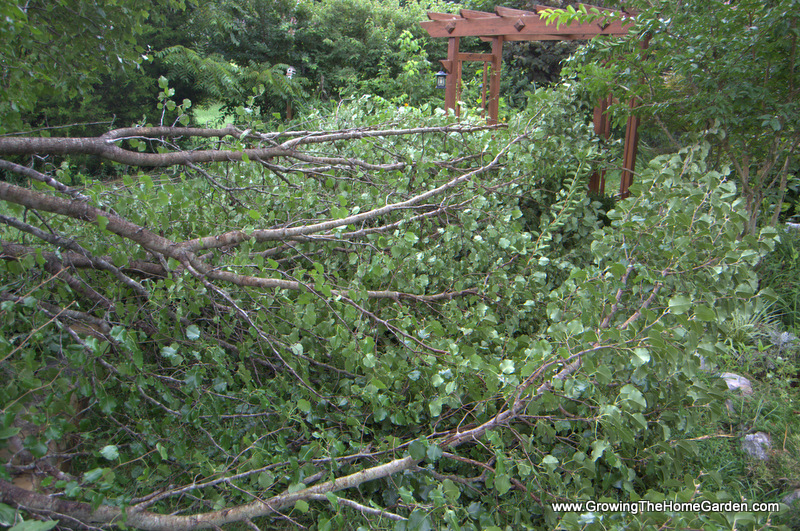 Why Bradford Pear Trees Are Junk Trees Growing The Home Garden